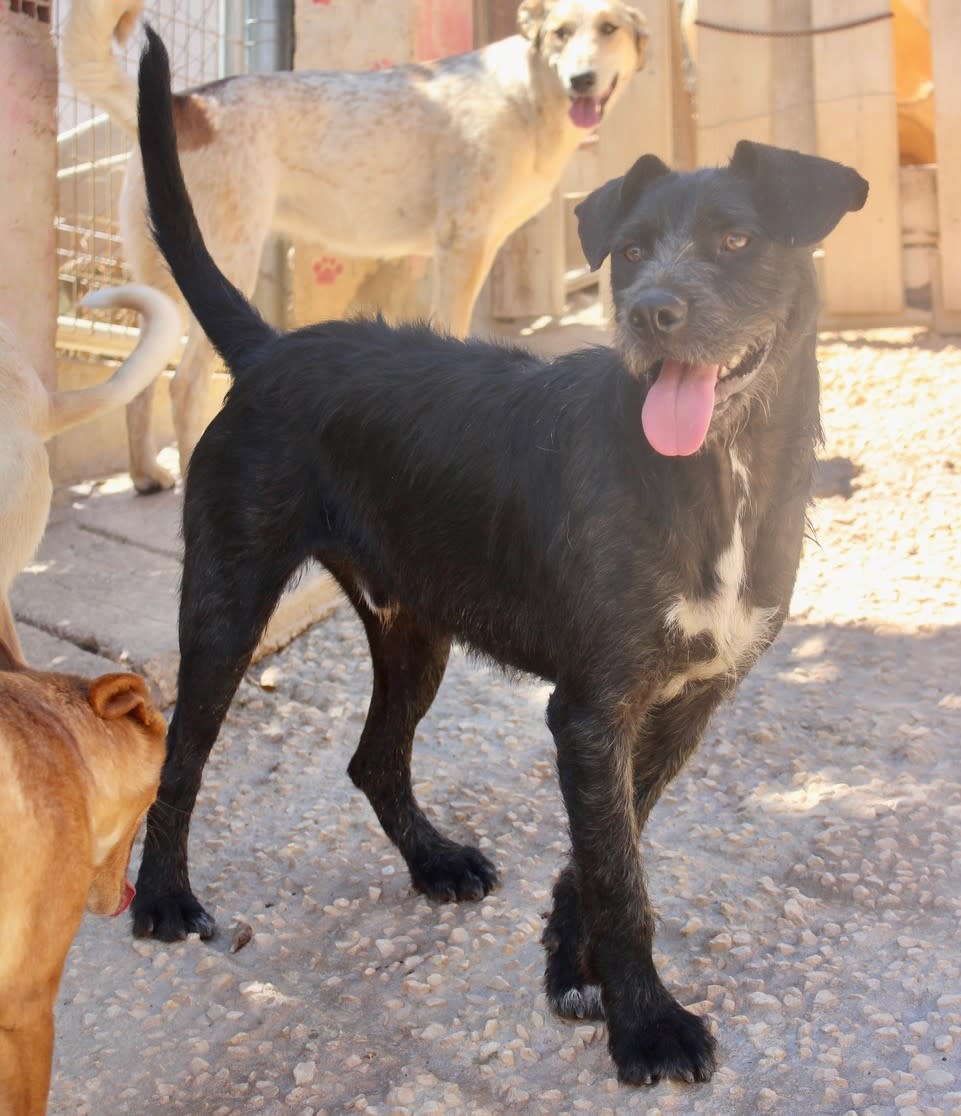 Pipo Negro  - YM2474PL Pipo Negro  - YM2474PL