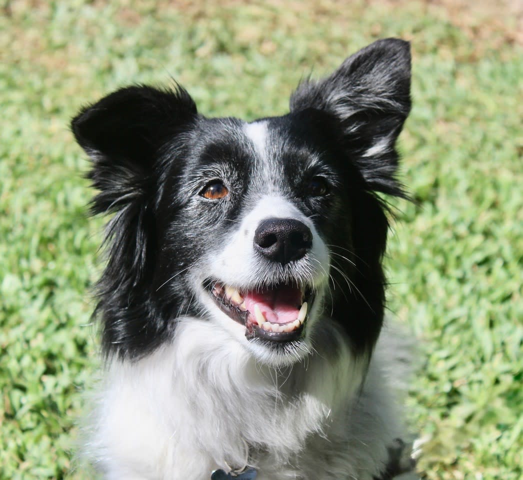 Berta - AF2494 Berta - AF2494