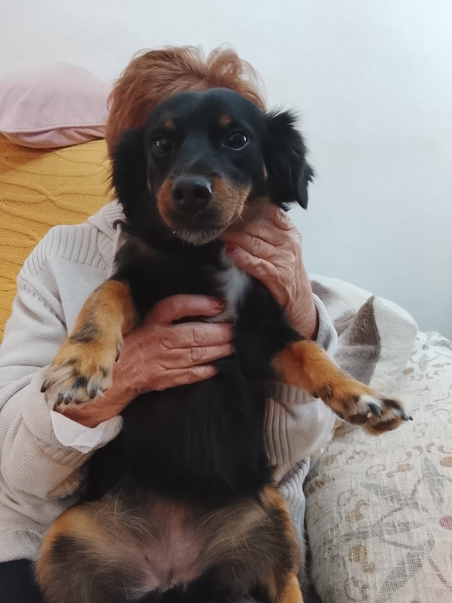 Milly and Pixie - AF26247