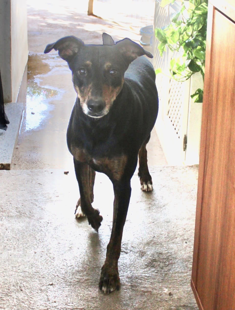 Lady - AF25217ML Lady - AF25217ML