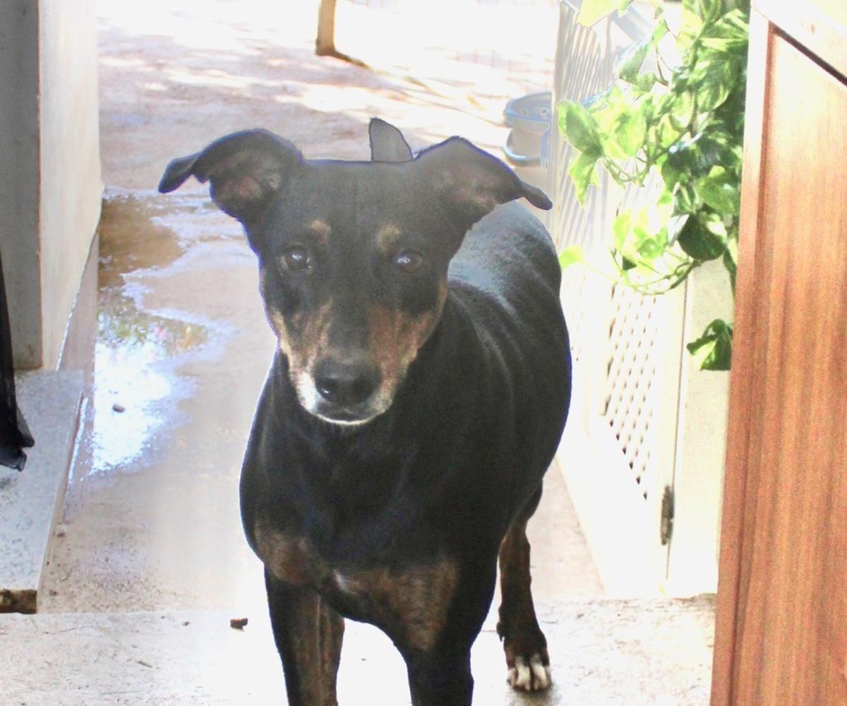 Lady - AF25217ML Lady - AF25217ML