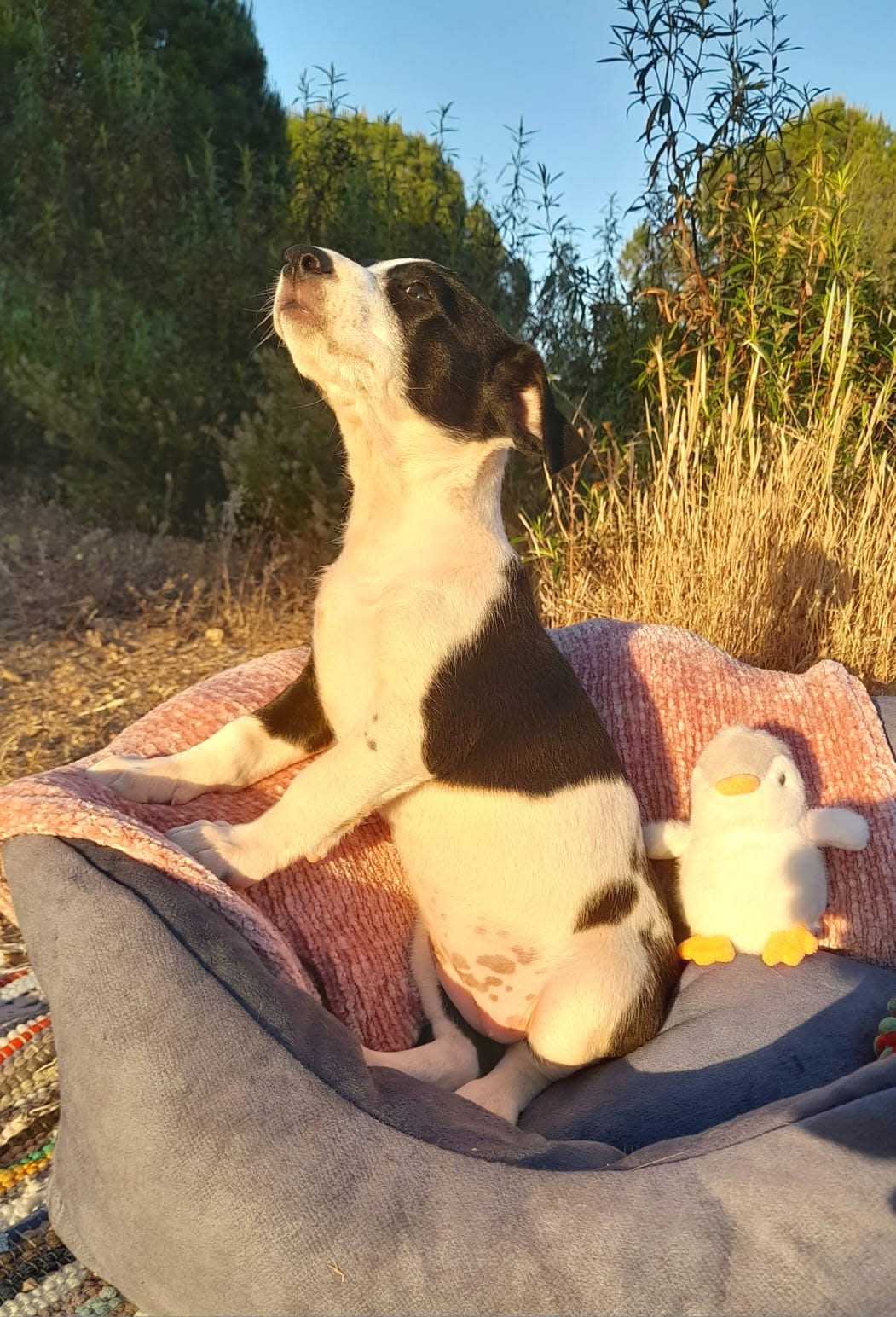 Loli - PF25179 Loli - PF25179