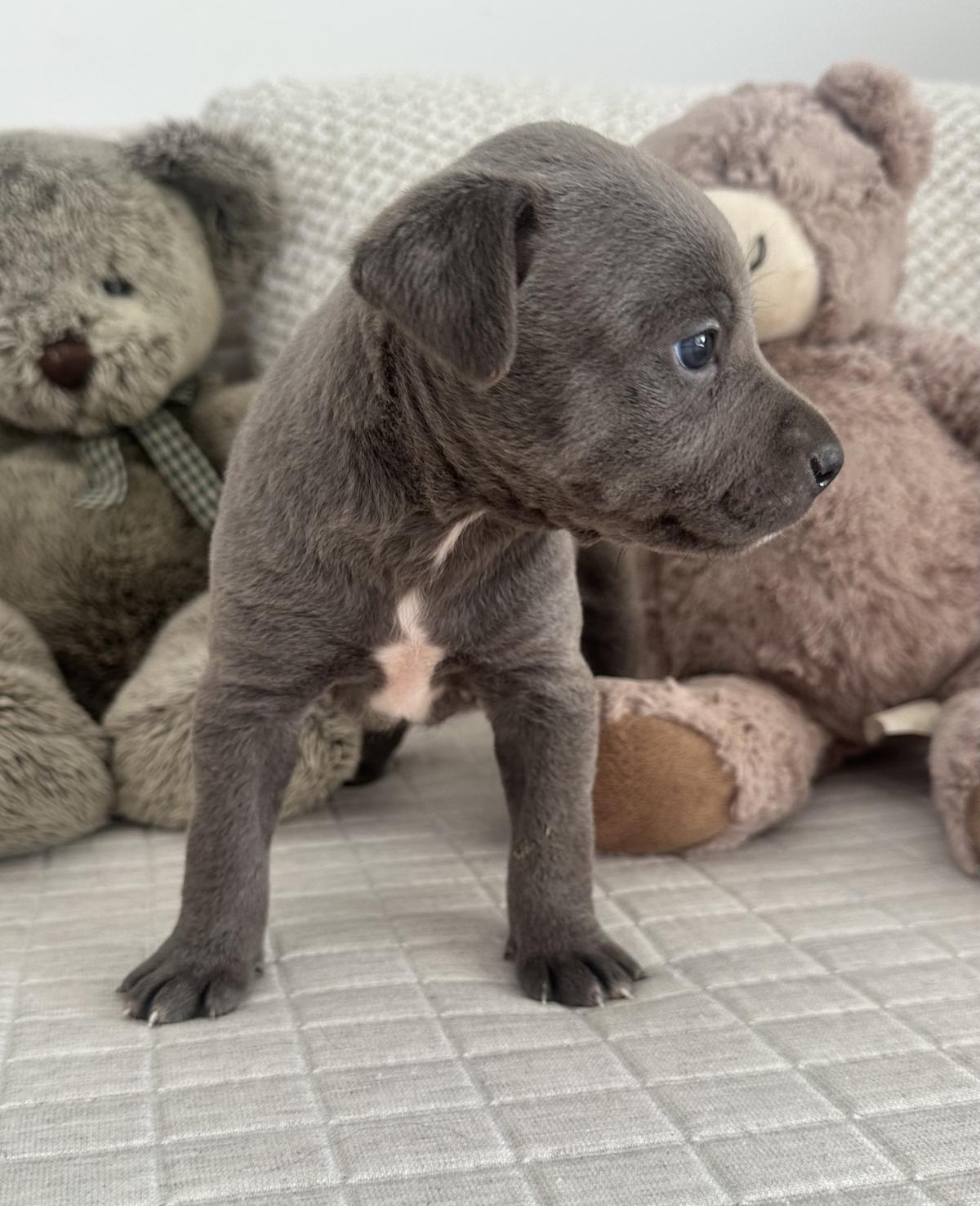 Milka - PF25122 Milka - PF25122