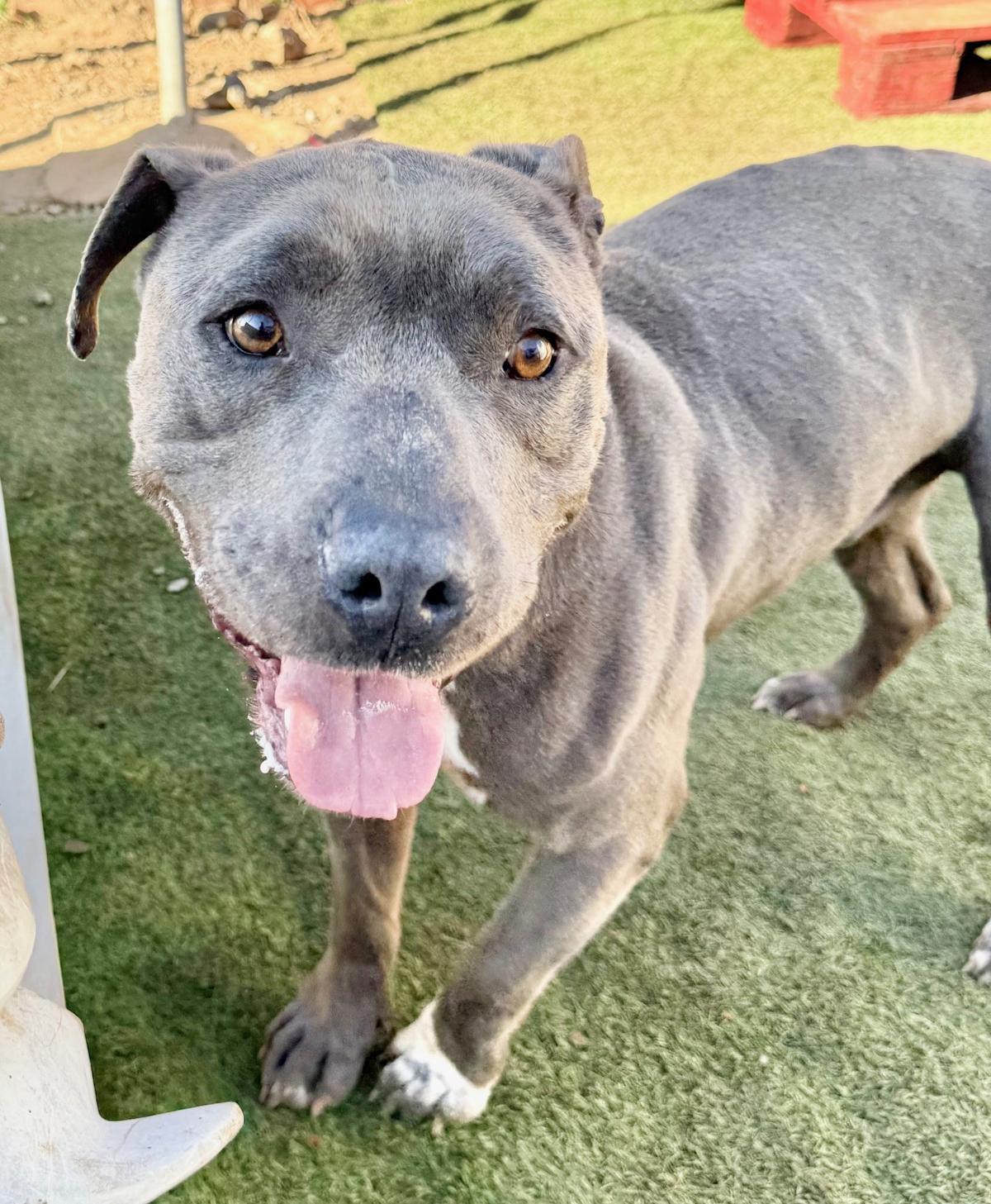 Pedrito - AM26263ML Pedrito - AM26263ML