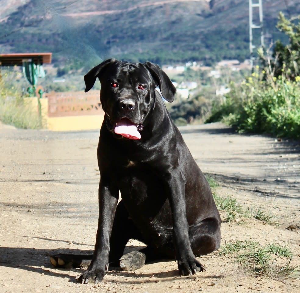 Halle - YF2422SS Halle - YF2422SS