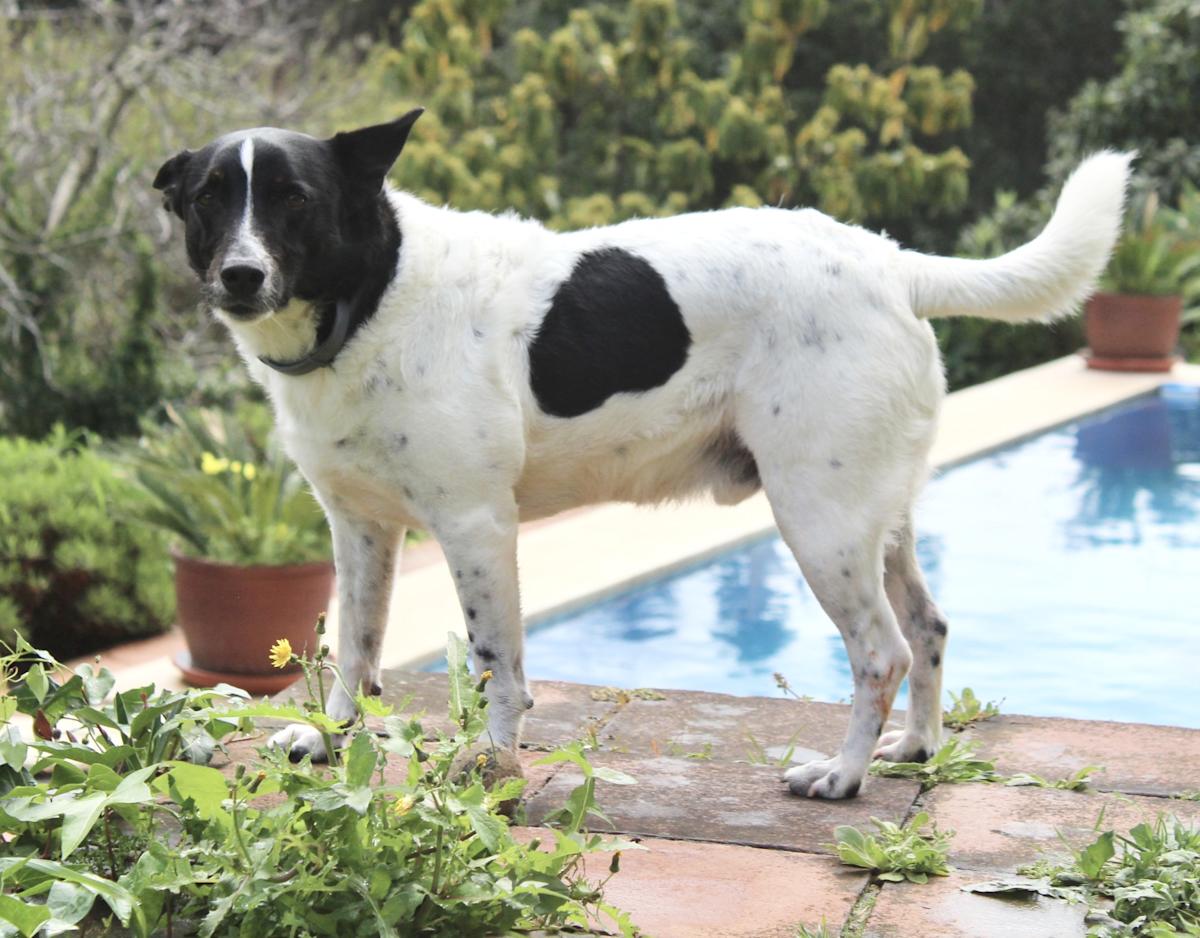 Spark - AM25125 Spark - AM25125