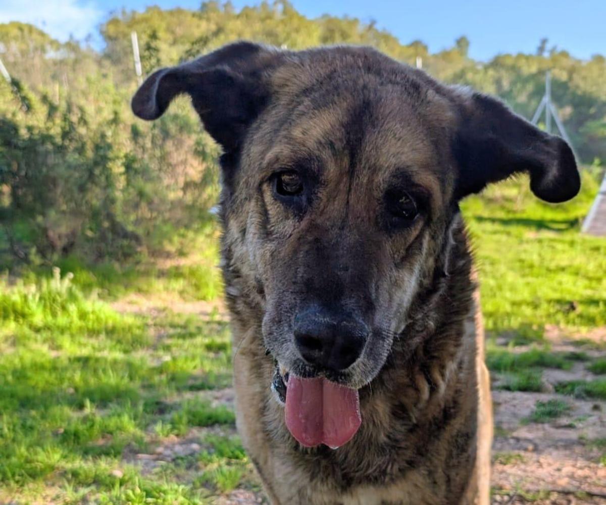 Isaac - AM26274 Isaac - AM26274