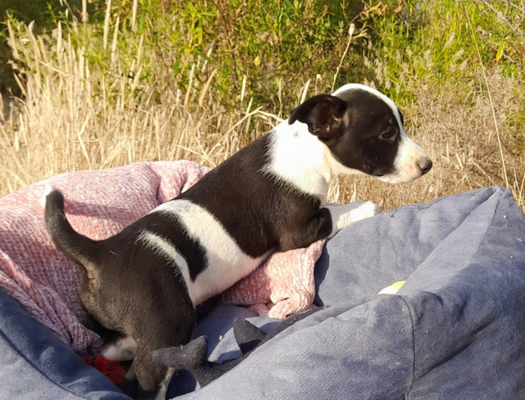 Loli - PF25179 Loli - PF25179