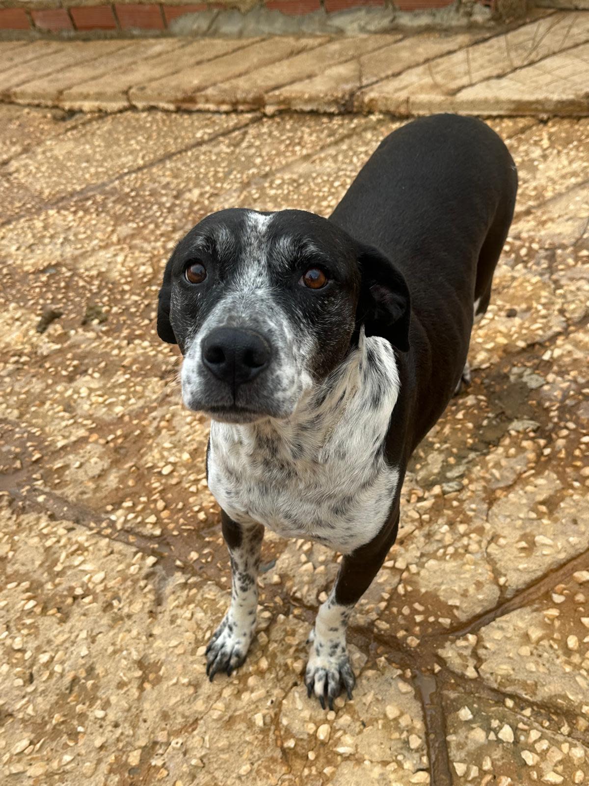 Lady - AF24101PL Lady - AF24101PL