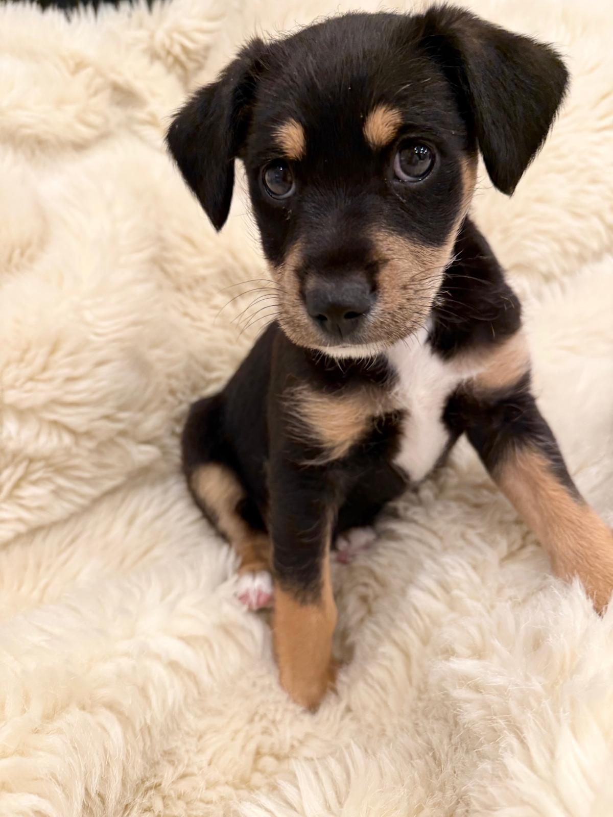 Ted - PM26271 Ted - PM26271