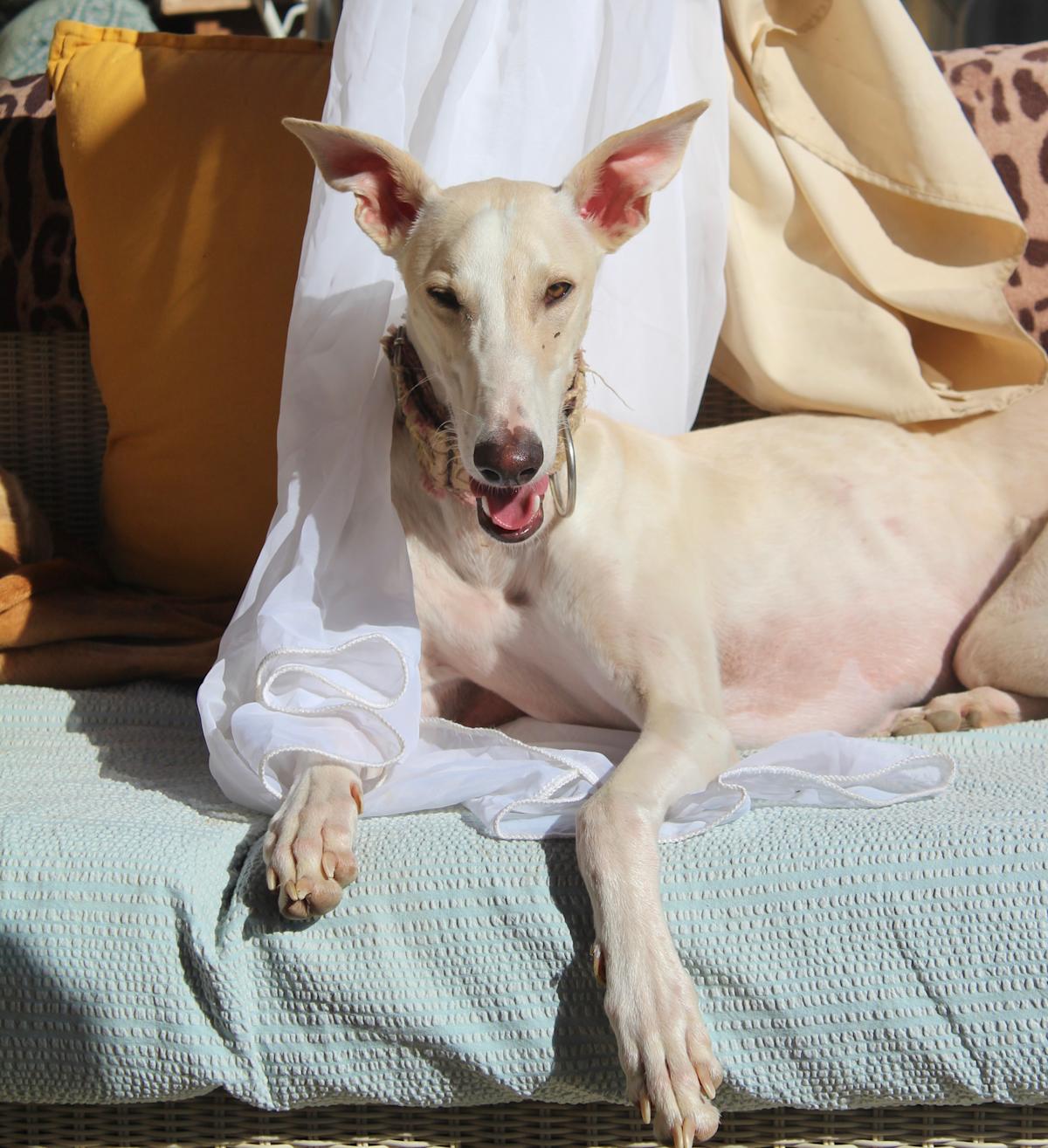 Kenzo - YM2450FC Kenzo - YM2450FC