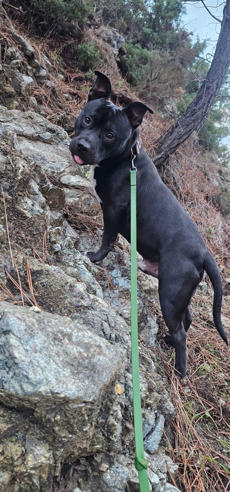 Rocco - YM25241 Rocco - YM25241