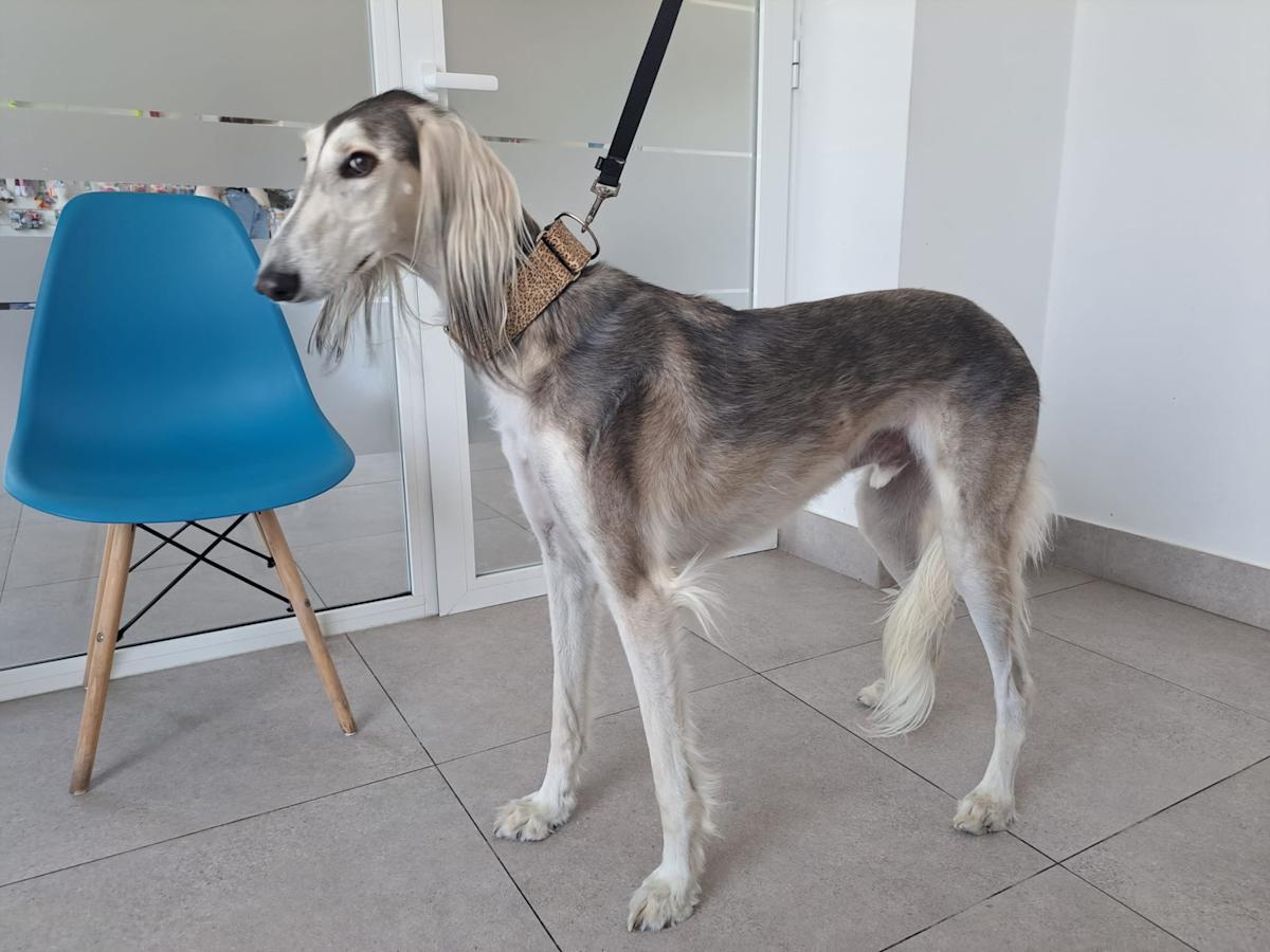 Tiger - AM25173 Tiger - AM25173