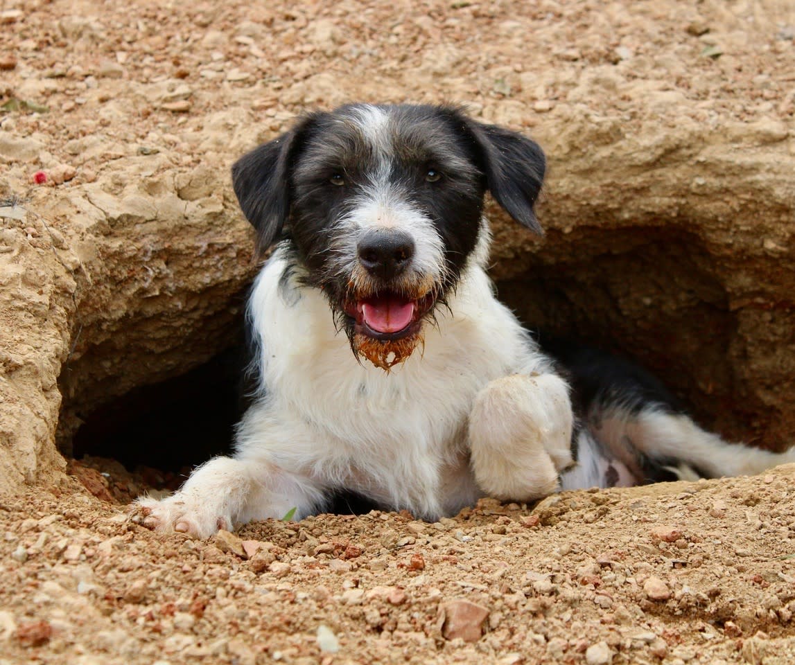 Oliver - YM2472PL Oliver - YM2472PL