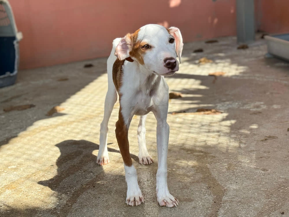 Cameron - YM25211AD Cameron - YM25211AD