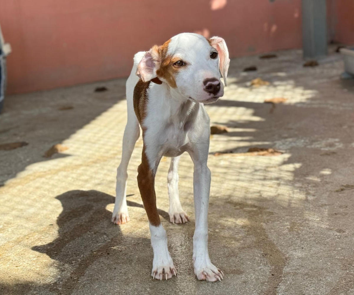 Cameron - YM25211AD Cameron - YM25211AD