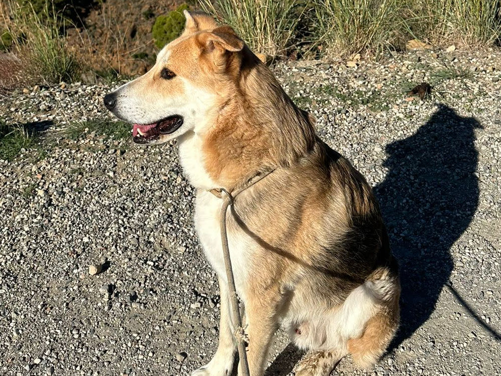 Boots - AM26251AD Boots - AM26251AD