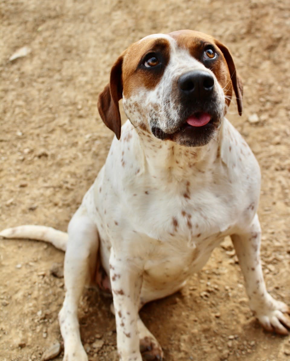 Amy  - AF2470PL Amy  - AF2470PL