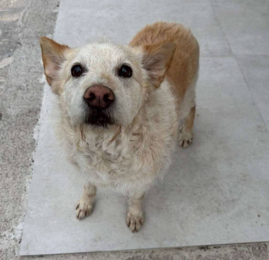 Balou - AM25159 Balou - AM25159