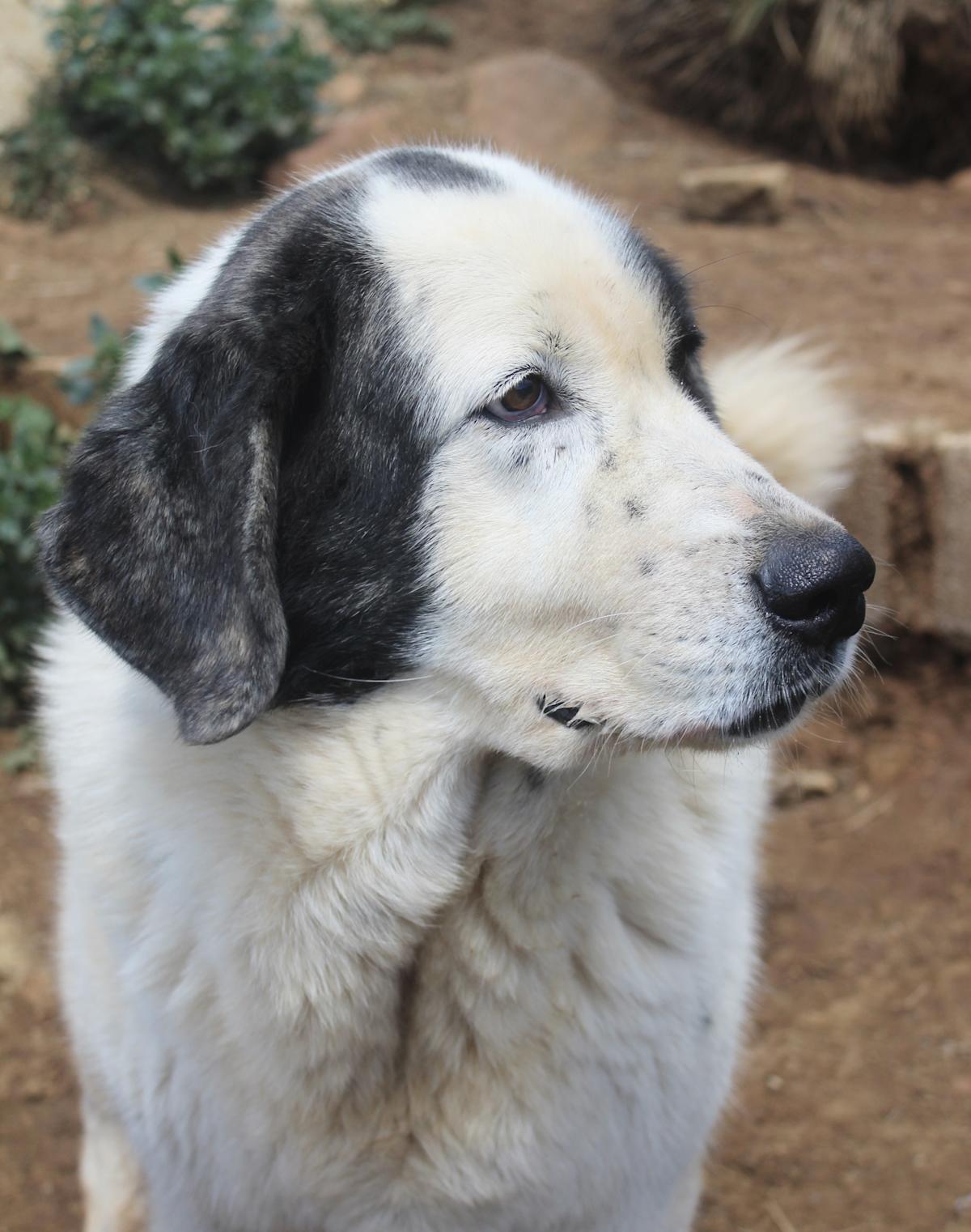 Sunny - AF25162AD Sunny - AF25162AD