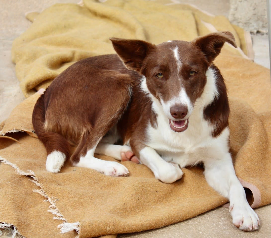 Barbie - AF2467PL Barbie - AF2467PL