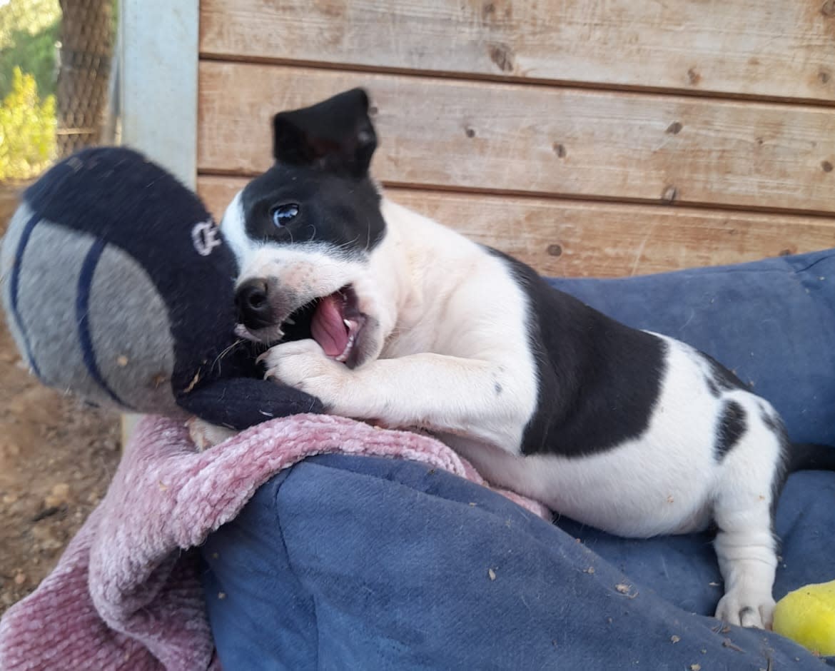 Loli - PF25179 Loli - PF25179