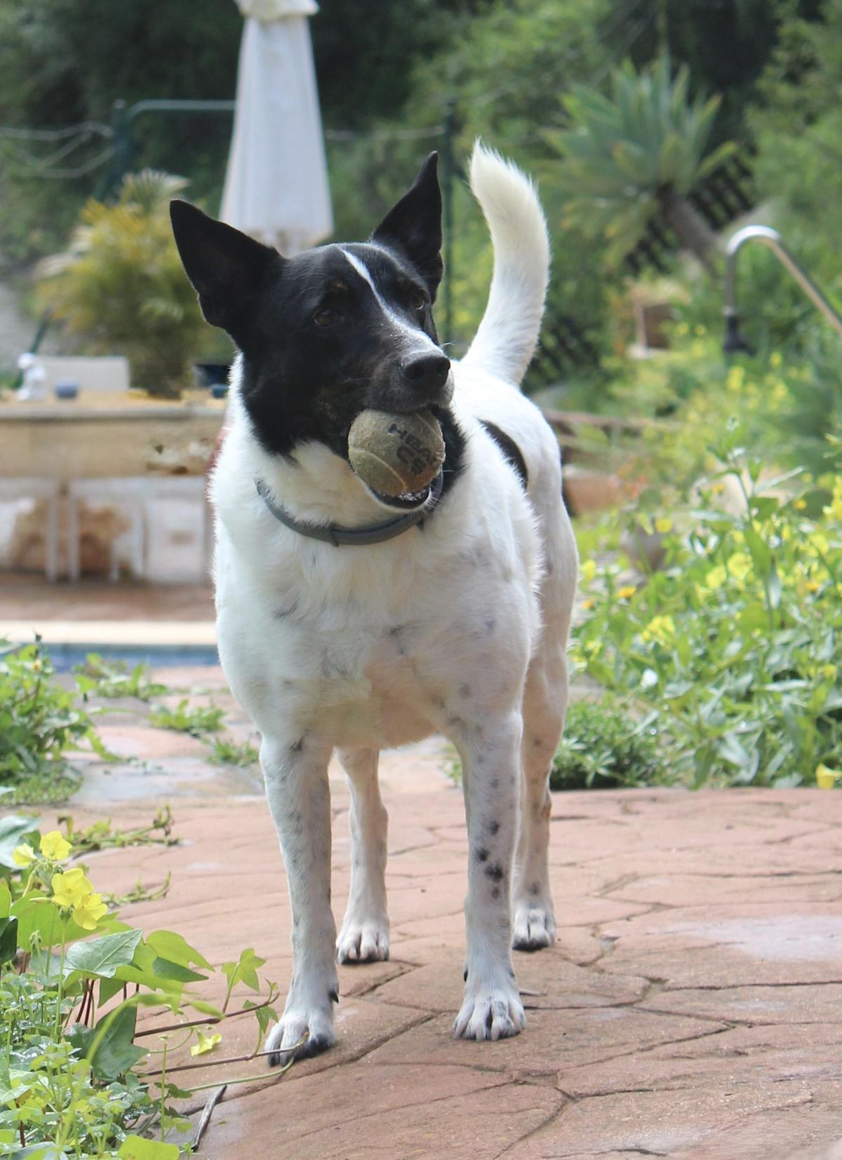 Spark - AM25125 Spark - AM25125