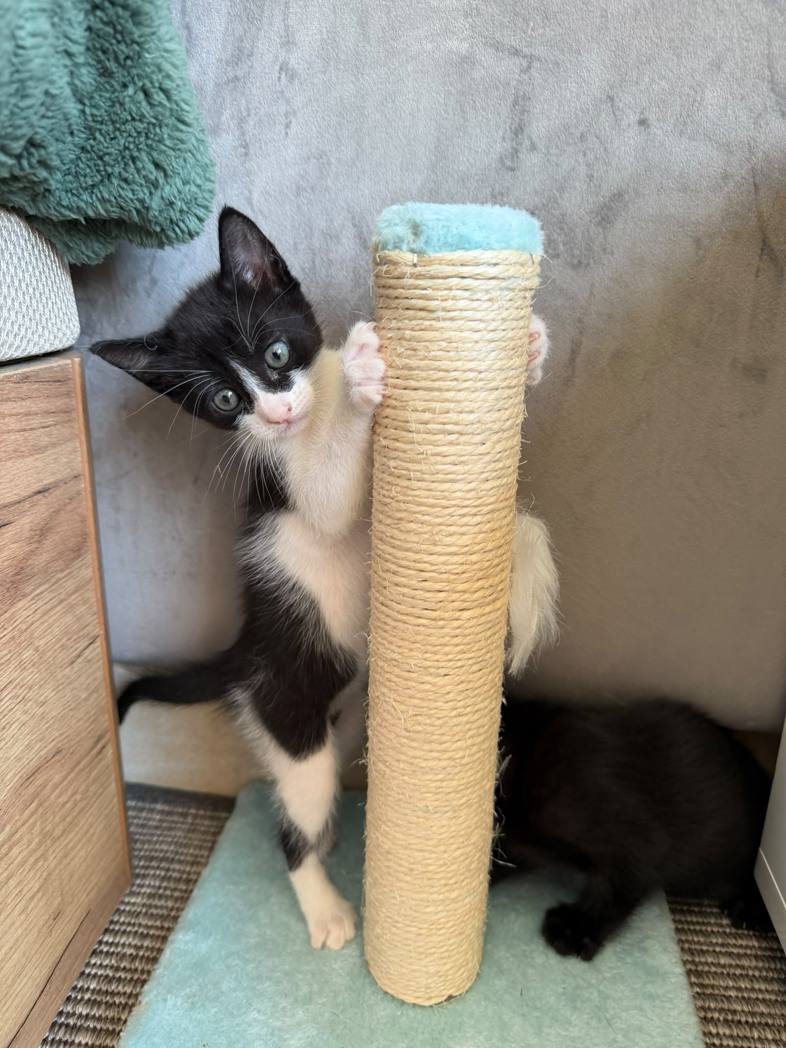 Sooty - G26335