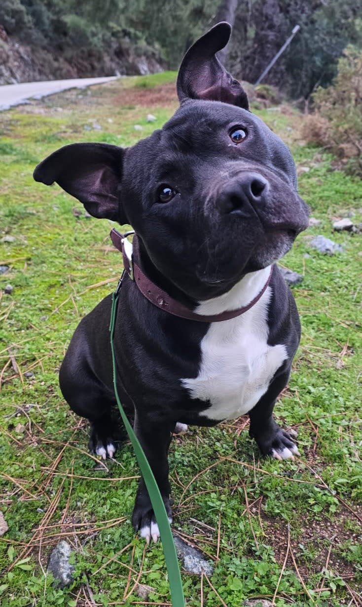 Rocco - YM25241 Rocco - YM25241