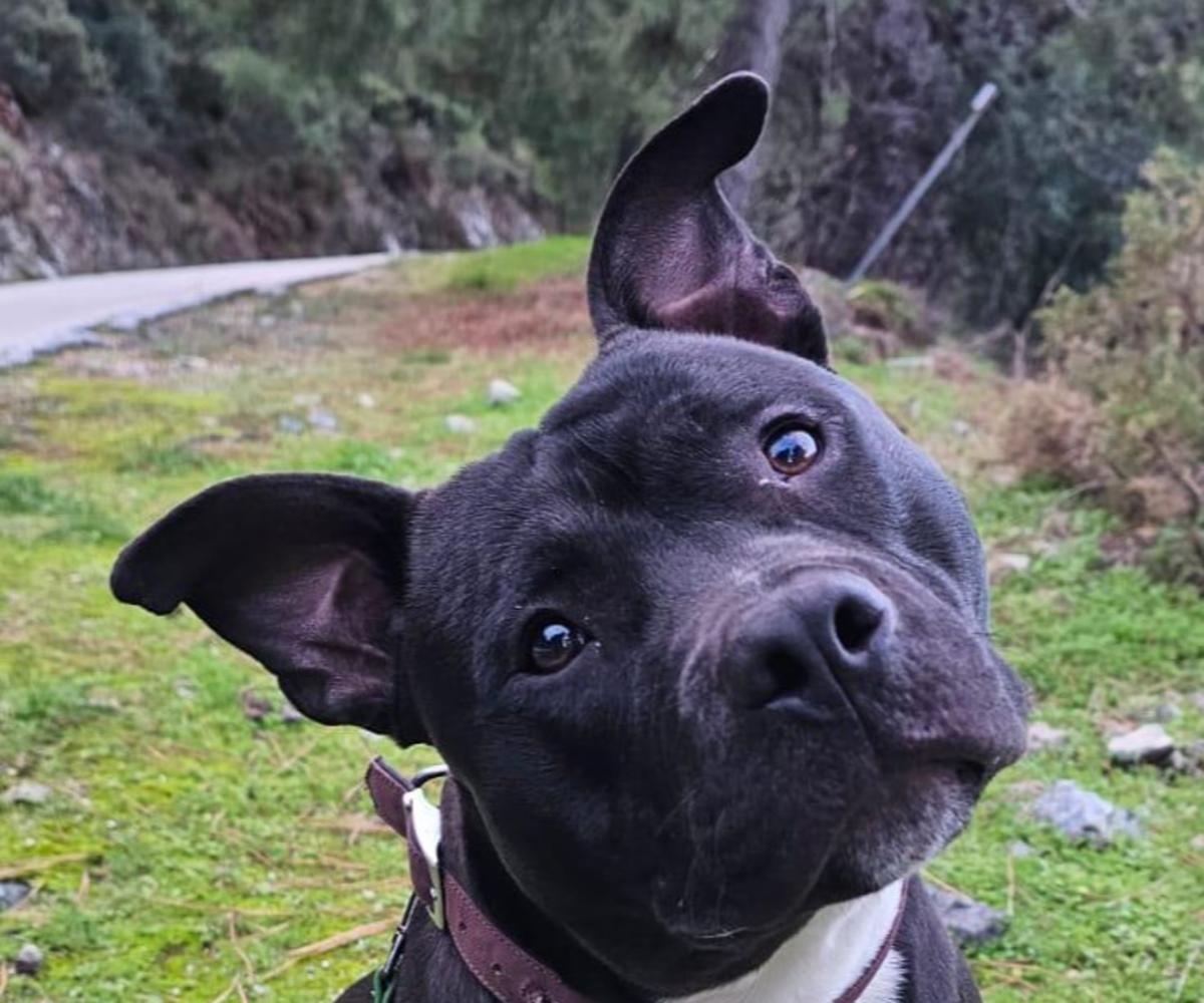 Rocco - YM25241 Rocco - YM25241