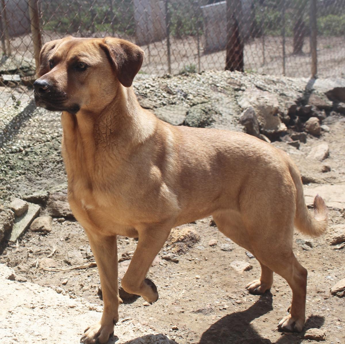 Phoebe - AF25154AD Phoebe - AF25154AD