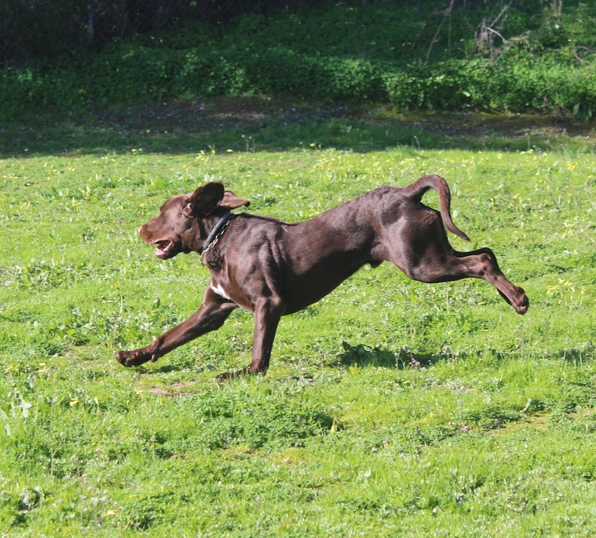 Bluey - YM26249 Bluey - YM26249