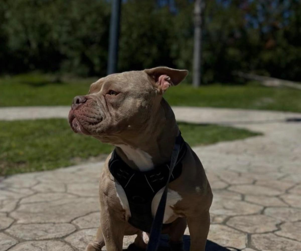 Hugo - AM26347 Hugo - AM26347