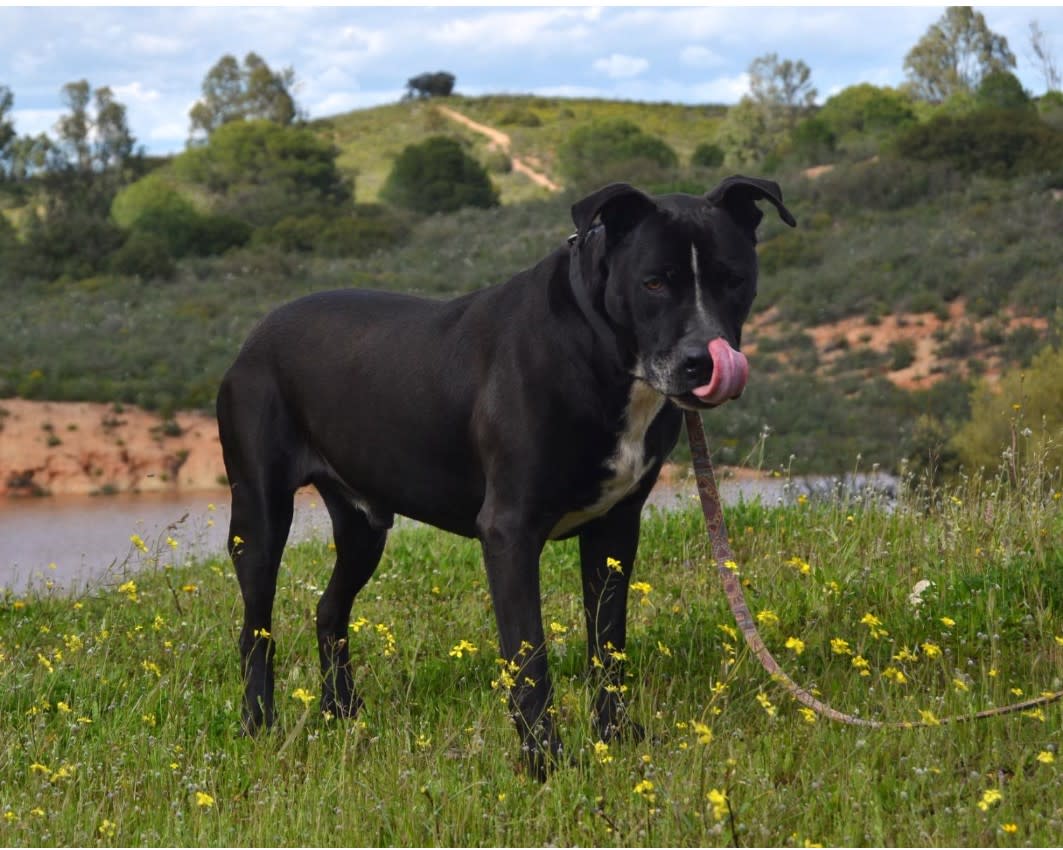 Obby - AM25210 Obby - AM25210