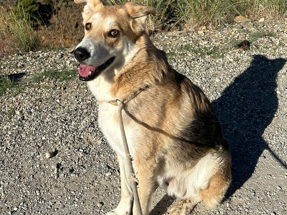 Boots - AM26251AD Boots - AM26251AD