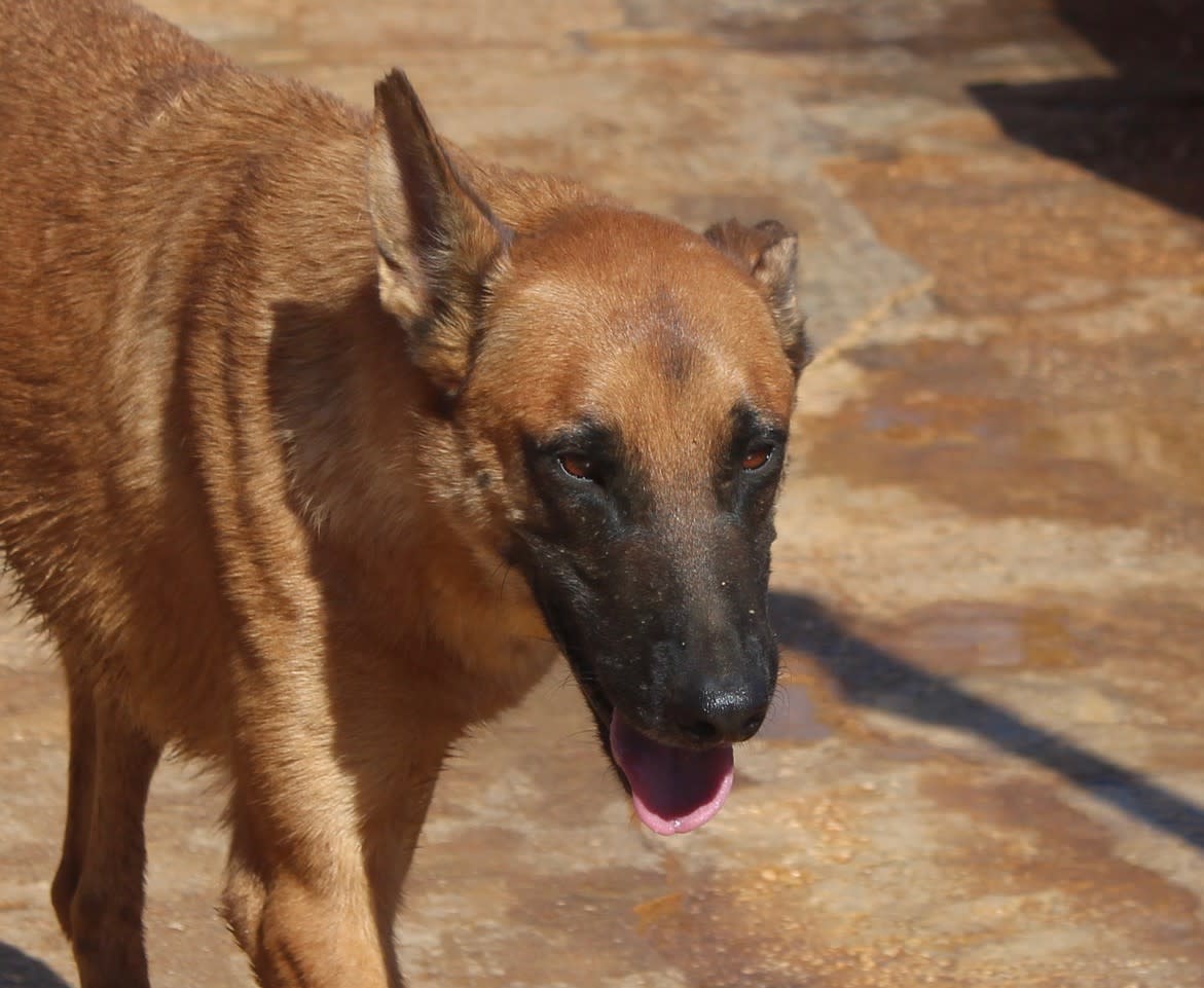 Rex - AM25202PL Rex - AM25202PL