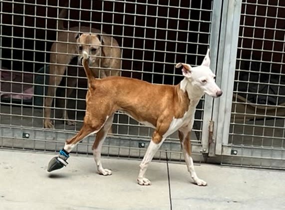 Cleo - YM25213AD Cleo - YM25213AD