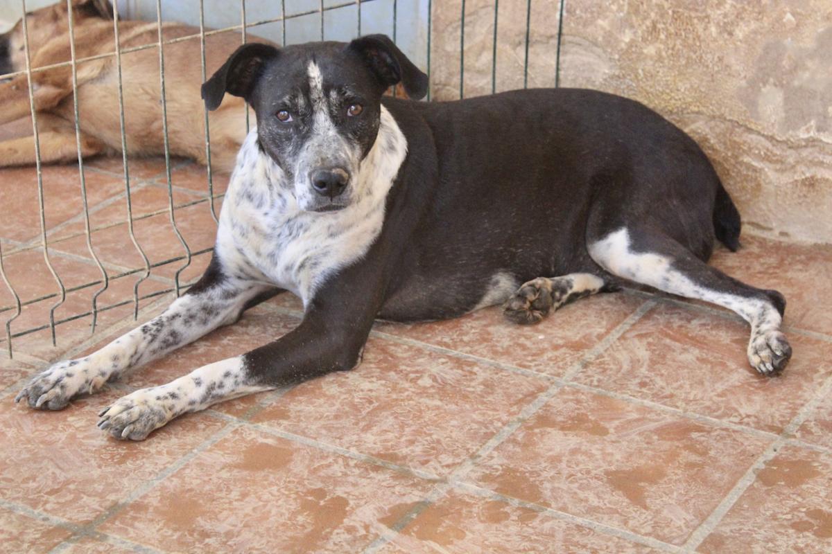 Lady - AF24101PL Lady - AF24101PL