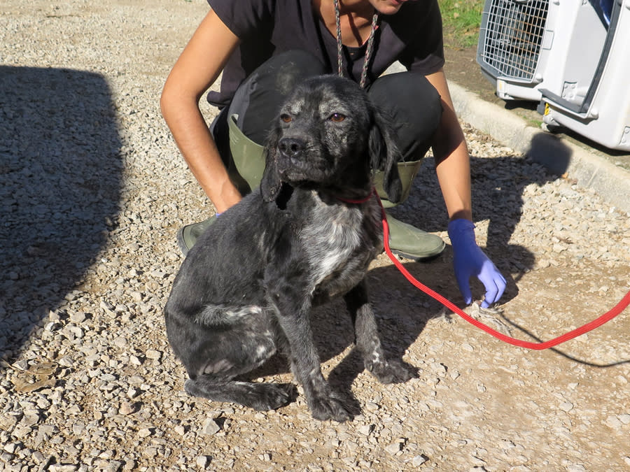 Berenguela - AF25231LB Berenguela - AF25231LB