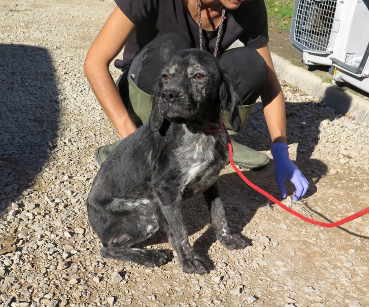 Berenguela - AF25231LB Berenguela - AF25231LB