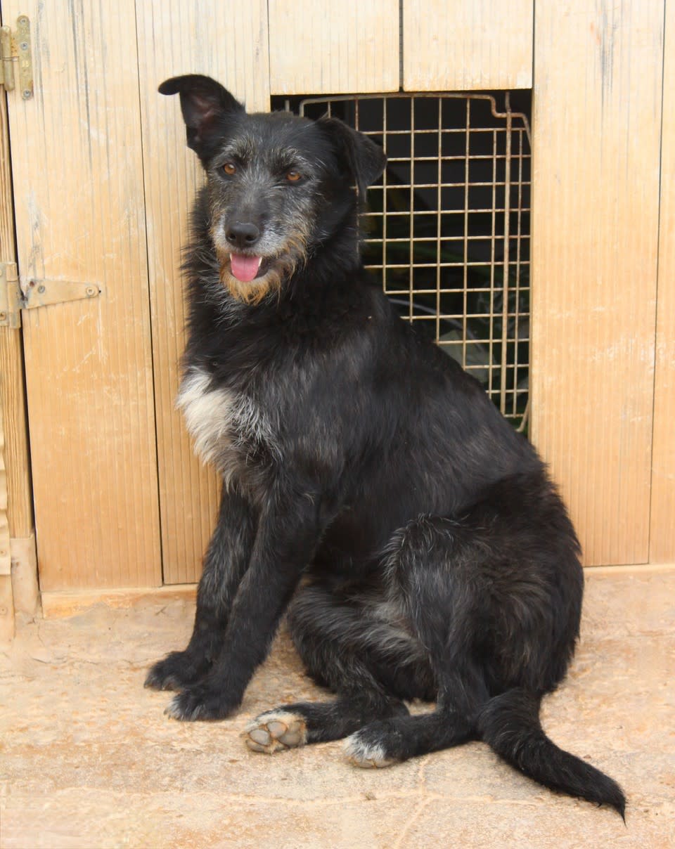 Cloe - AF2473PL Cloe - AF2473PL