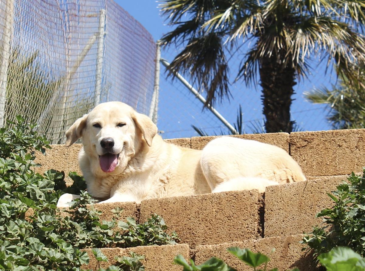 Samatha - AF25151AD Samatha - AF25151AD