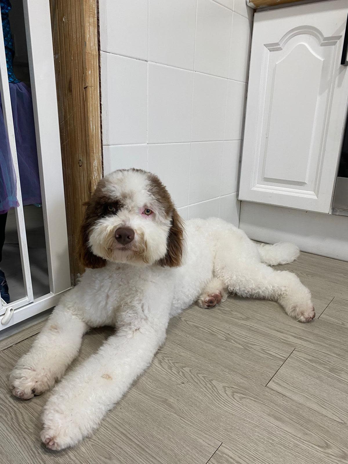 Guido - YM2459RH Guido - YM2459RH