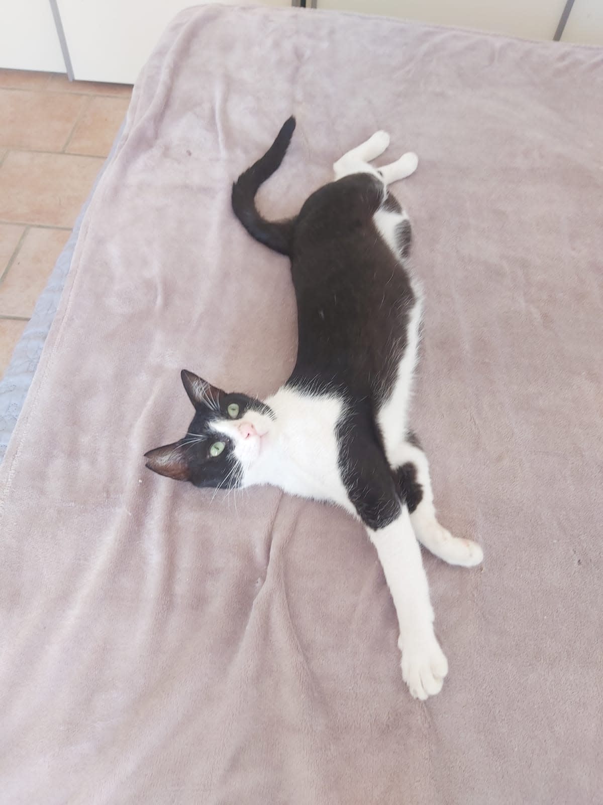 TomTom - AM2477 TomTom - AM2477