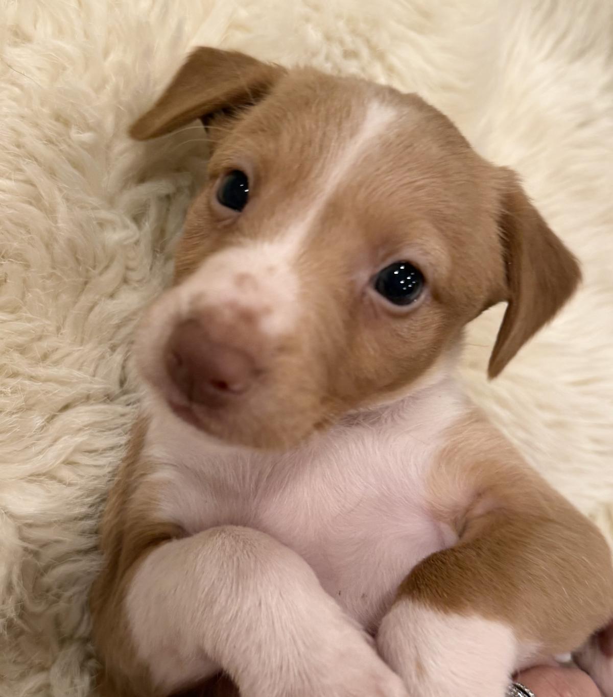 Rusty - PM26246TA Rusty - PM26246TA