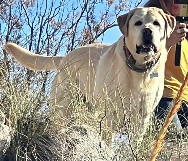 Auckley - AM26277 Auckley - AM26277