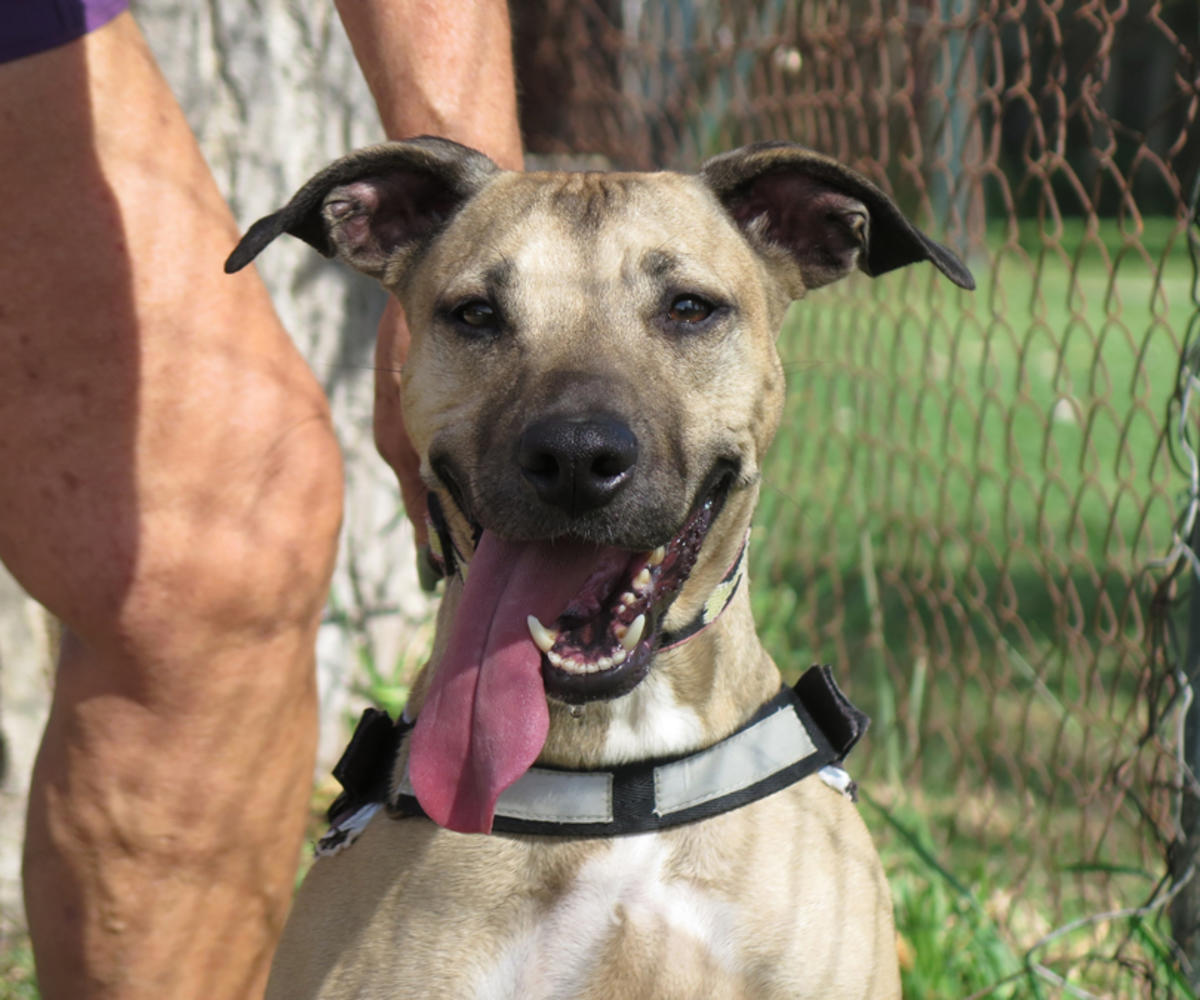 Cherry - AF25238LB Cherry - AF25238LB