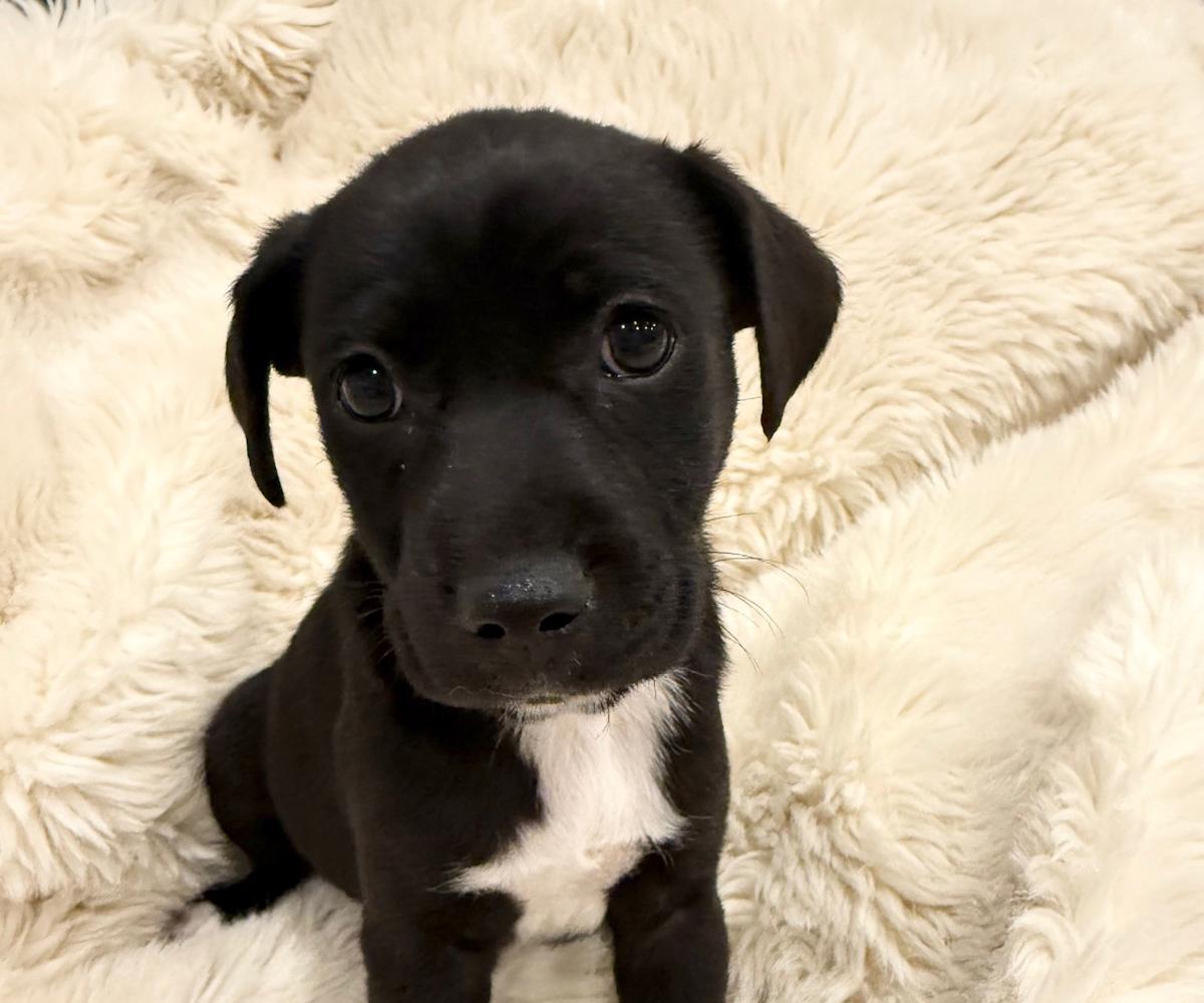 Scotty - PM26273 Scotty - PM26273