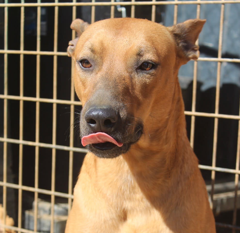 Turner - AM2505PL Turner - AM2505PL