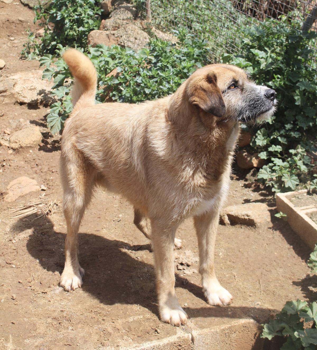 Wolfy - AM25161AD Wolfy - AM25161AD